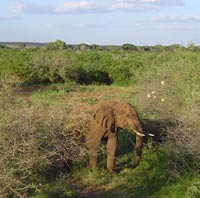 Safari - Elefante