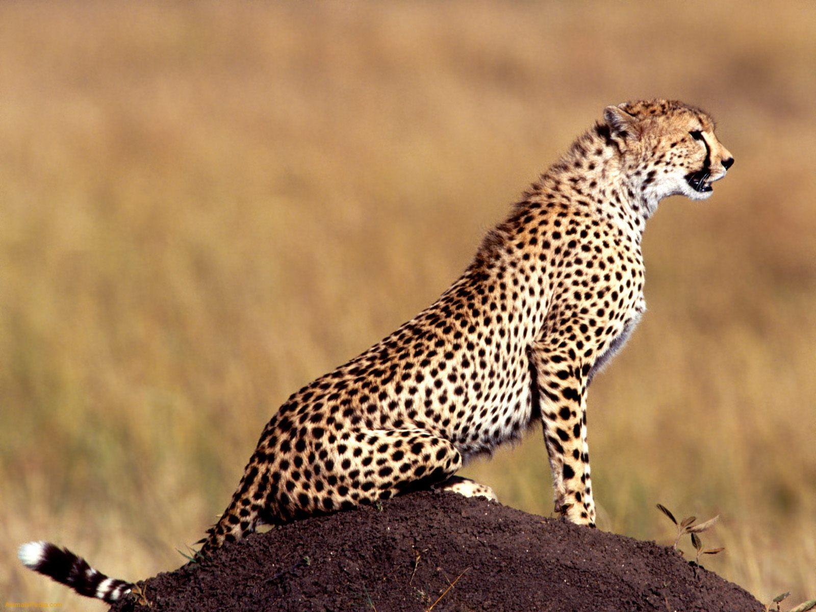 Posture   Cheetah 1