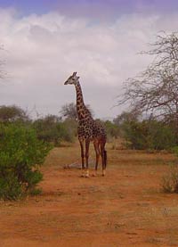 Giraffa savana Kenya