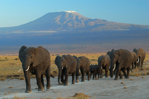 kenya-Amboseli.jpg